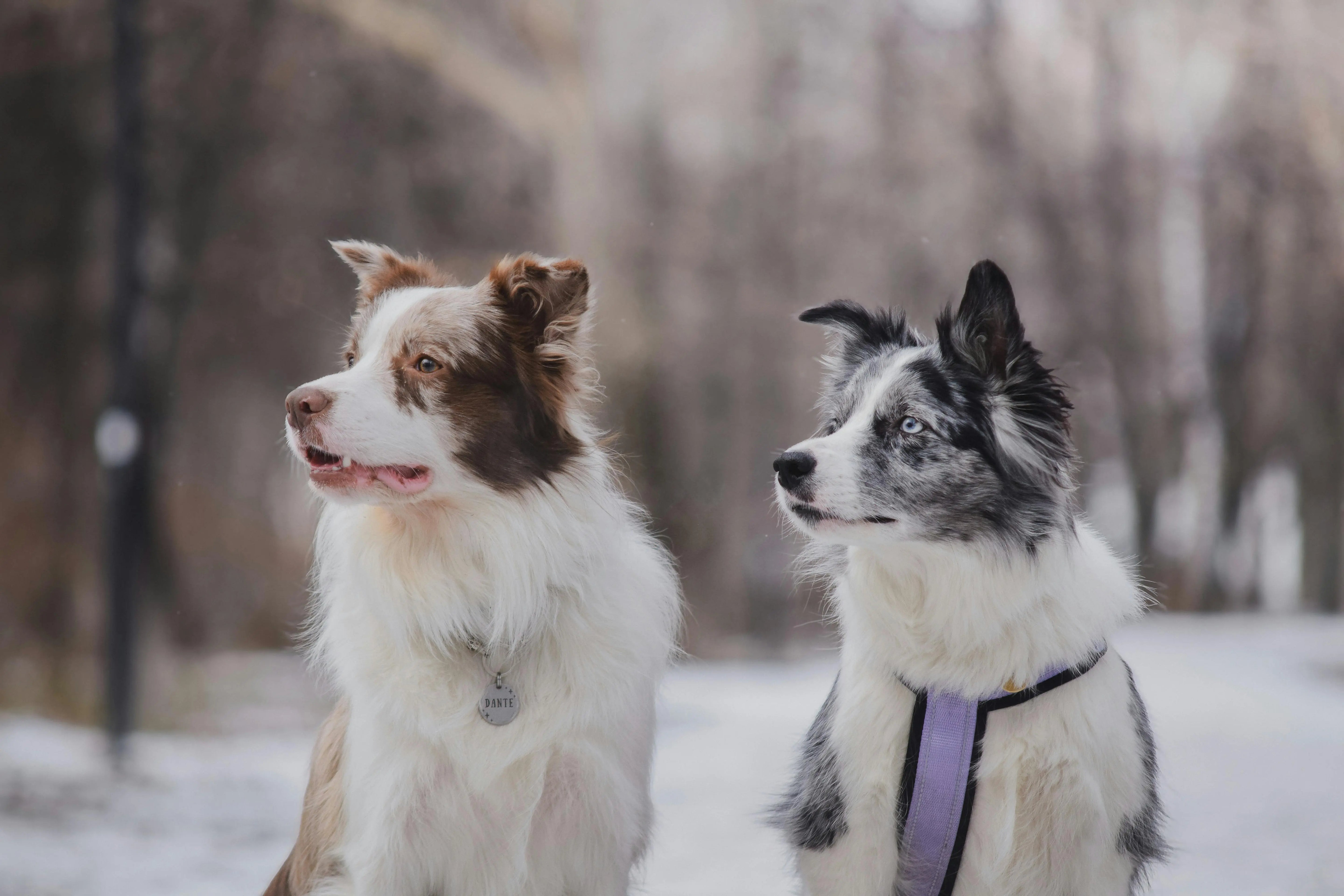 5 Best Dog Coats for This Winter