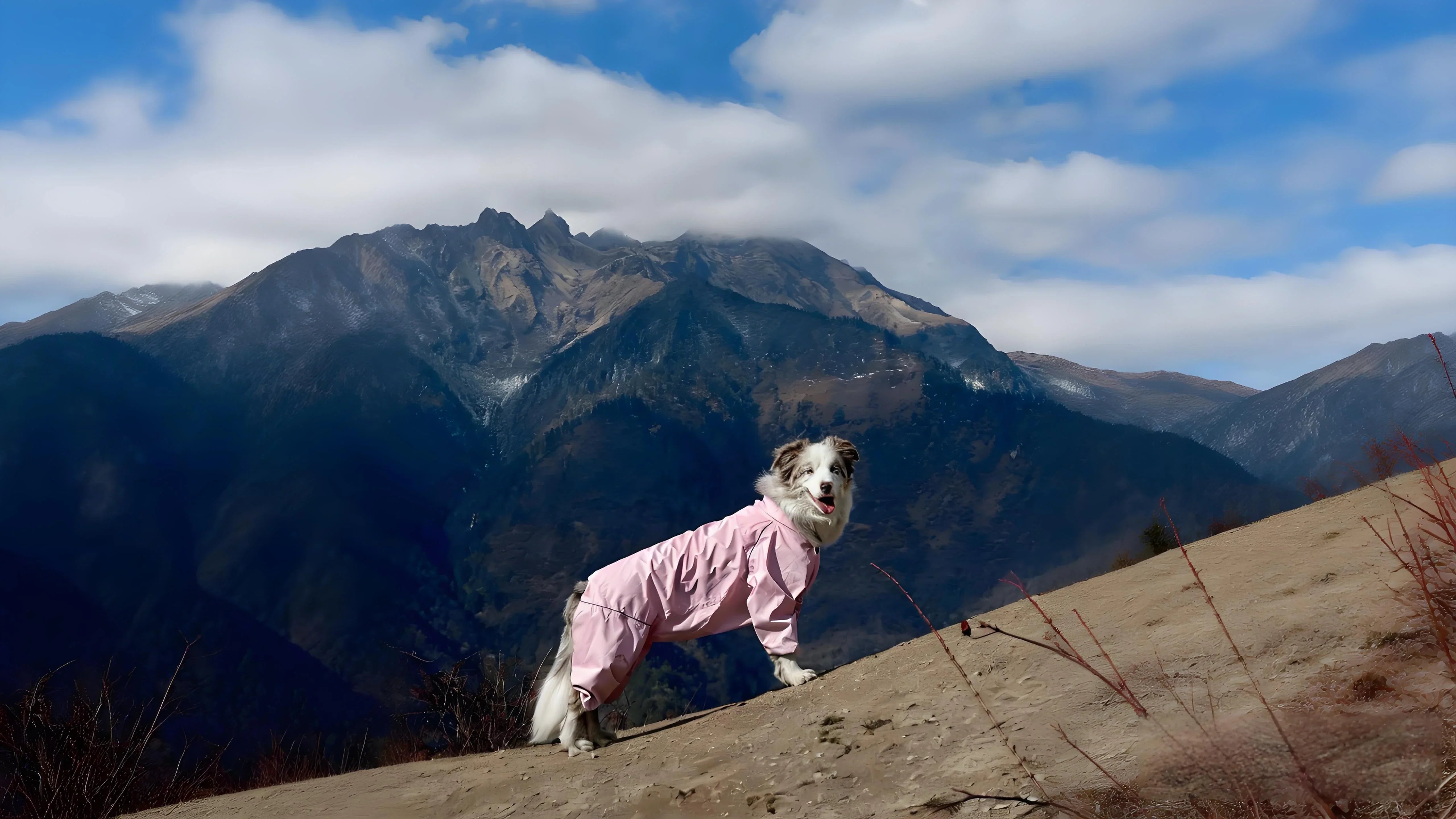 Top 10 Best Affordable Dog Coats for 2026