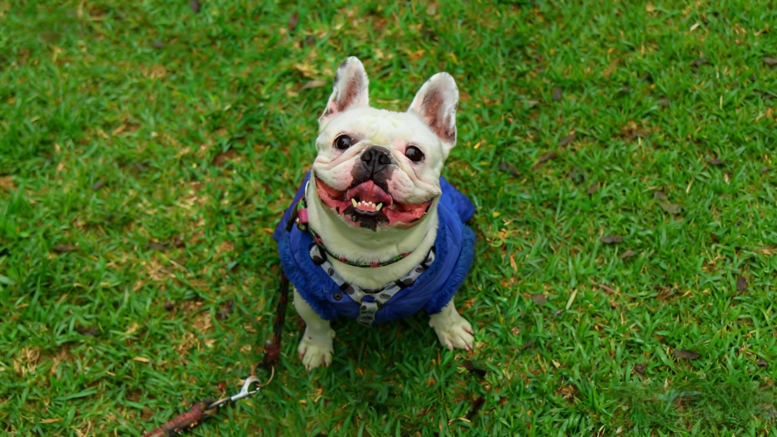 What Makes a Great Dog Coats? Design Secrets Explained