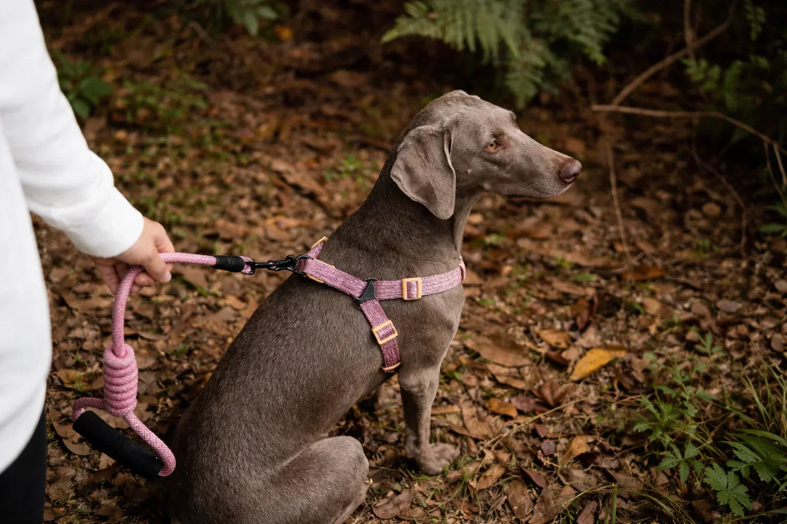 Do Dogs Need a Harness? Take the 3-Question Test