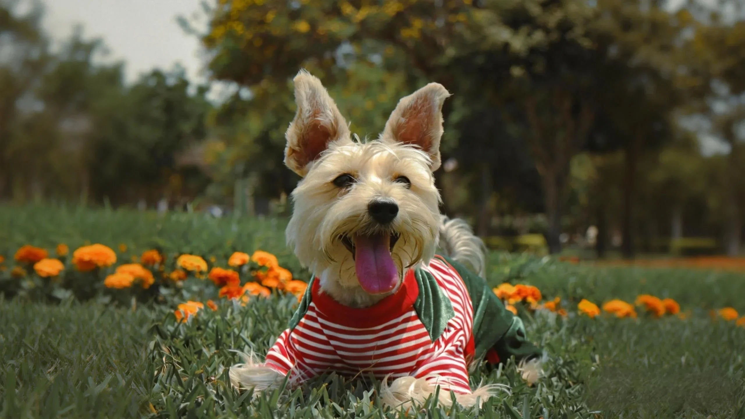 The History of Dog Clothes