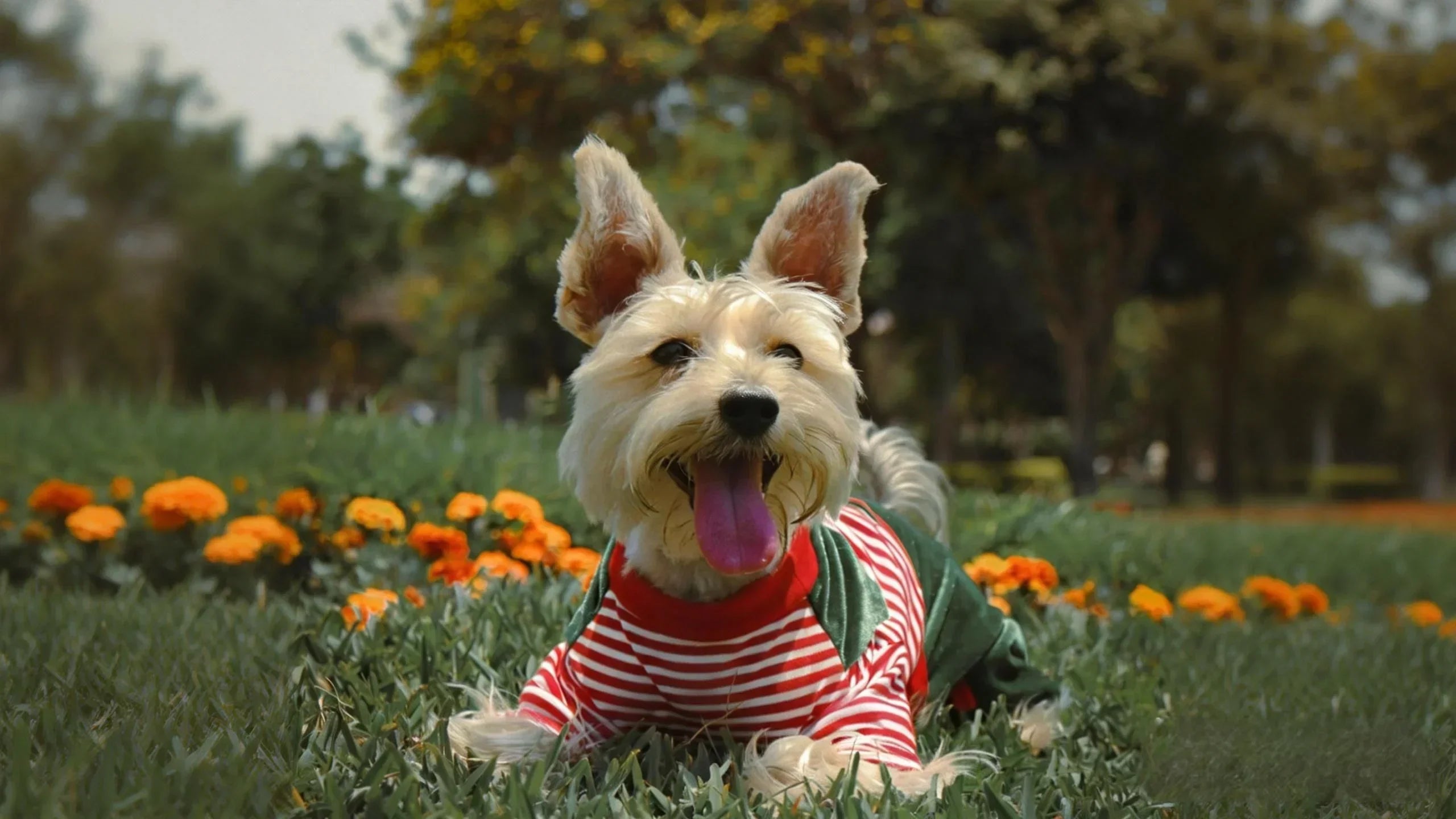 The History of Dog Clothes
