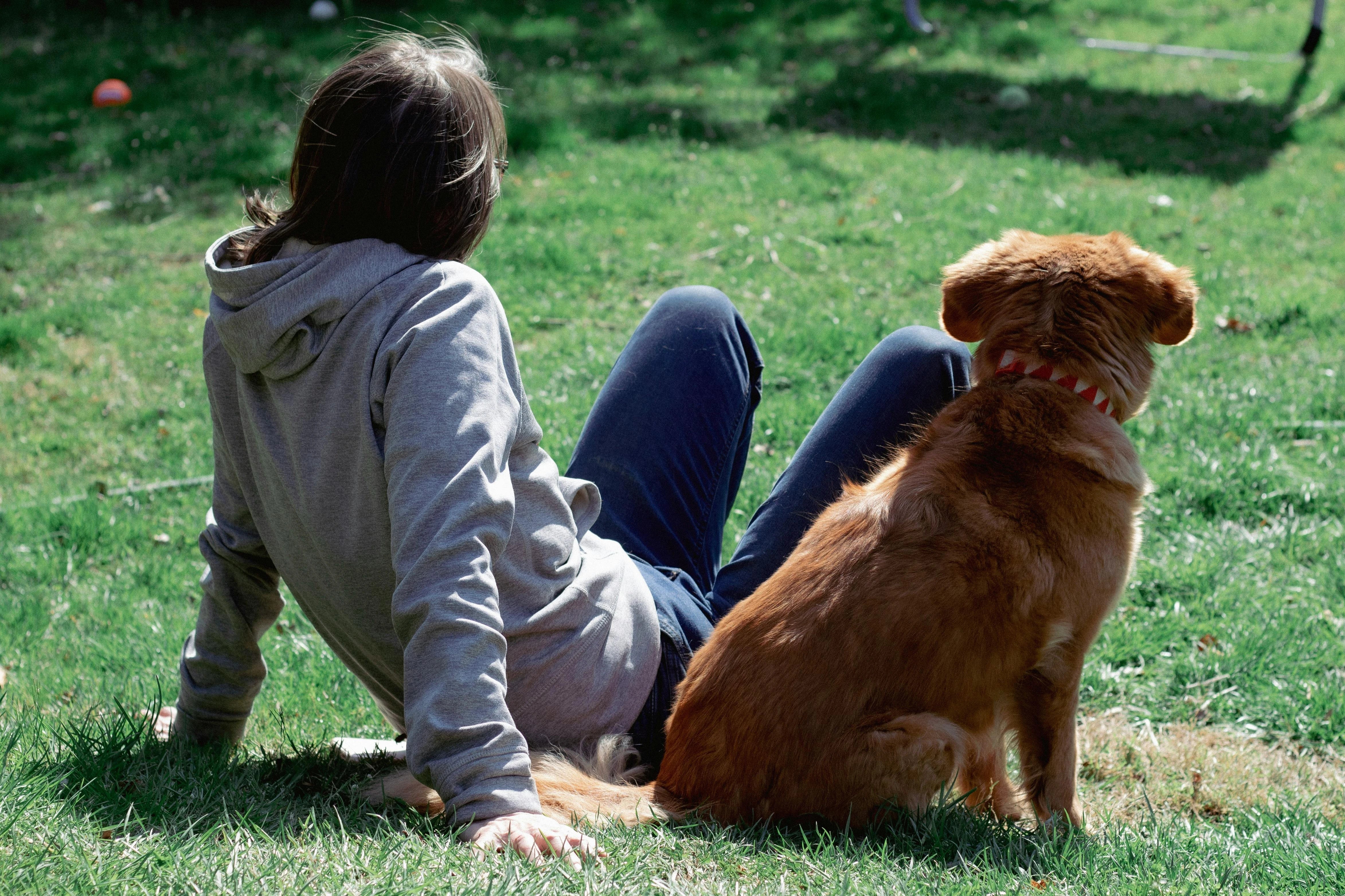 Dog Coats vs Harness: Which One Should I Choose?