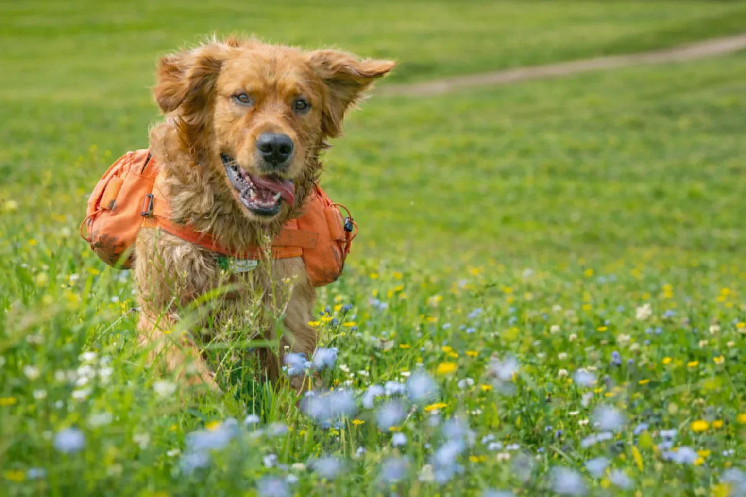 Best Dog Coats for Different Breeds: How to Choose the Right One