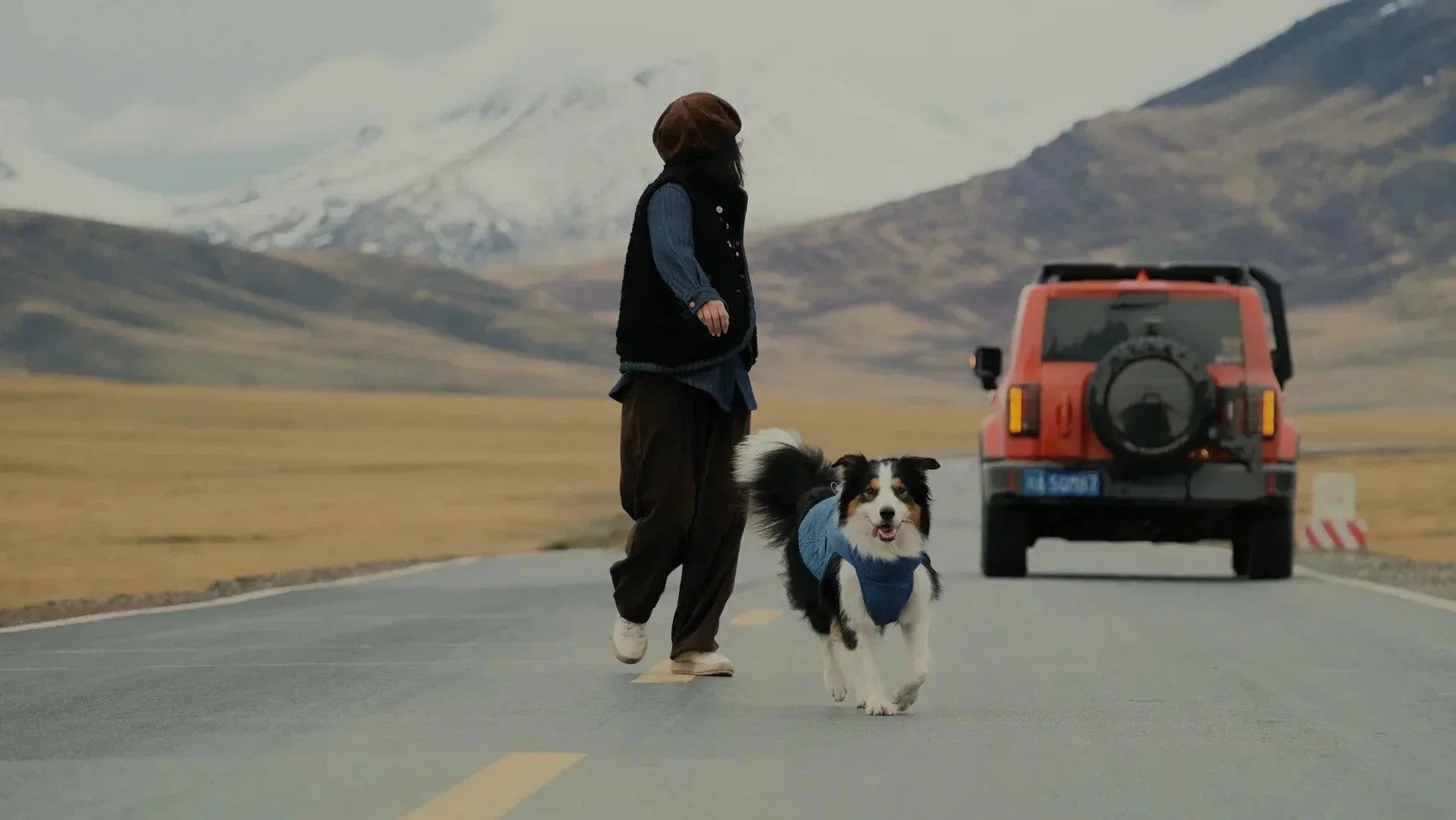 Choosing the Right Dog Coats for Travel