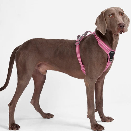UltraGuard Dog Harness