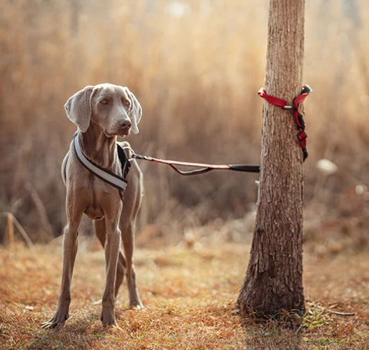 Multi-Function Elastic Dog Leash