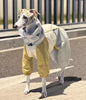A Whippet wearing a jacket stood on the street.