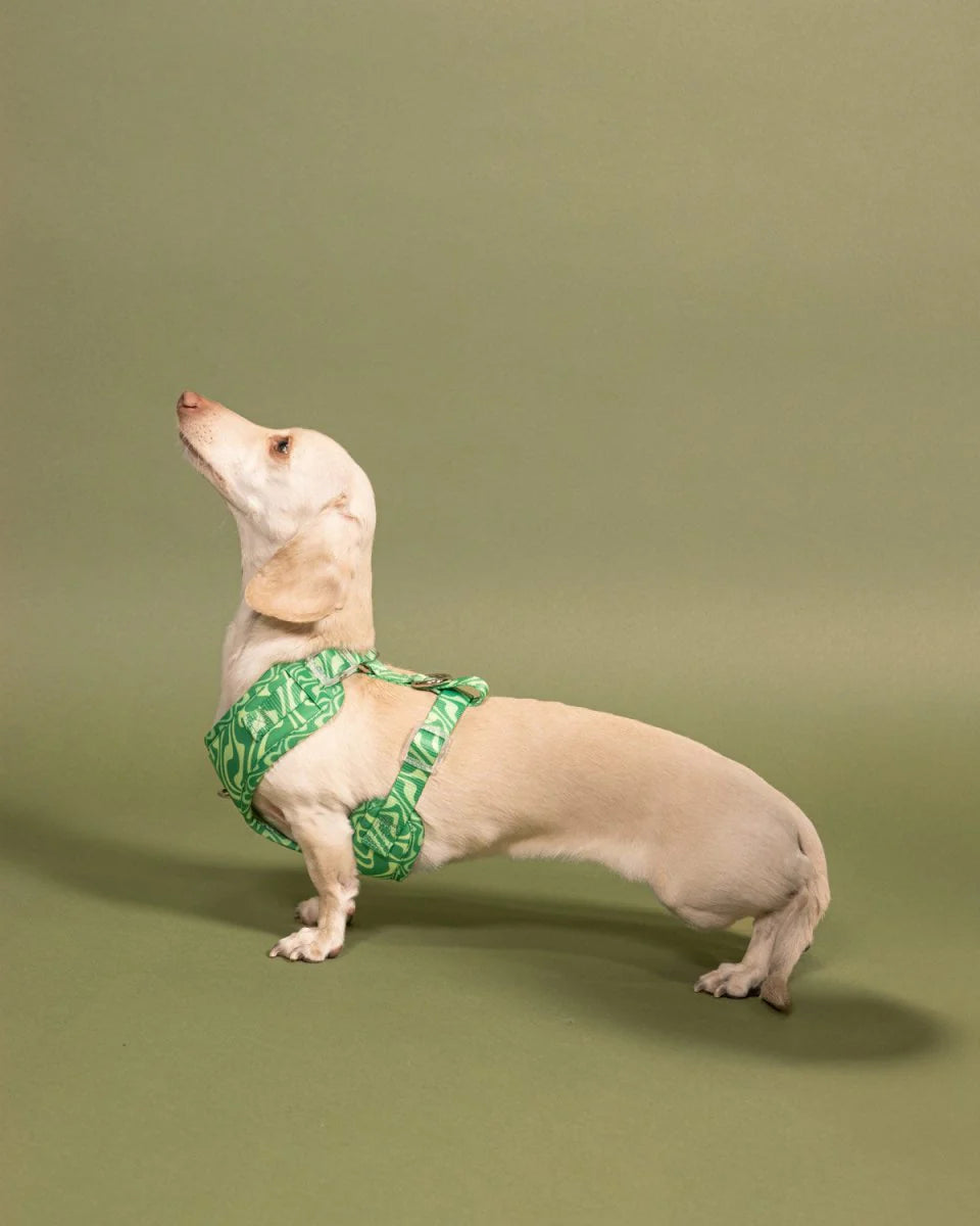 A model image of a dachshund wearing a harness.