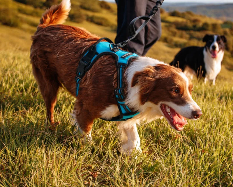 A Border Collie wearing a harness while hiking.
