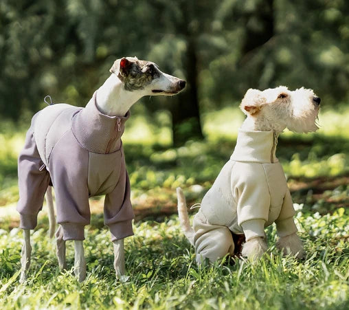 Two dogs wearing winter coats stand on the grass, gazing ahead.