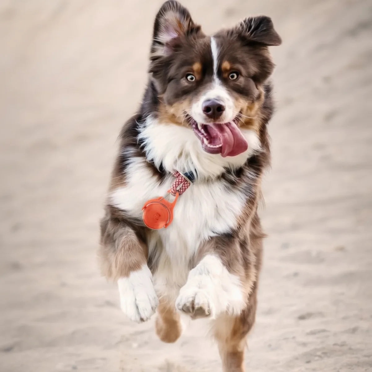 Rechargeable Waterproof LED Dog Safety Light