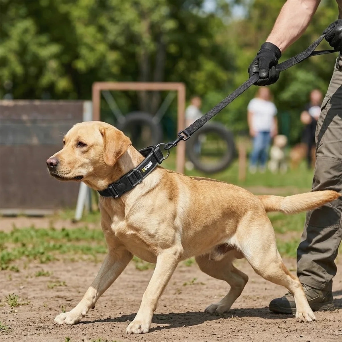 Reflective Adjustable Nylon Dog Collar