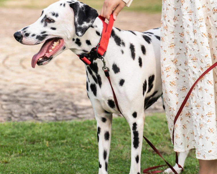 The dog is wearing a collar, and the person is pulling on the handle attached to the collar.
