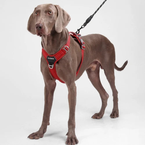 A picture of a dog wearing a H-shaped harness