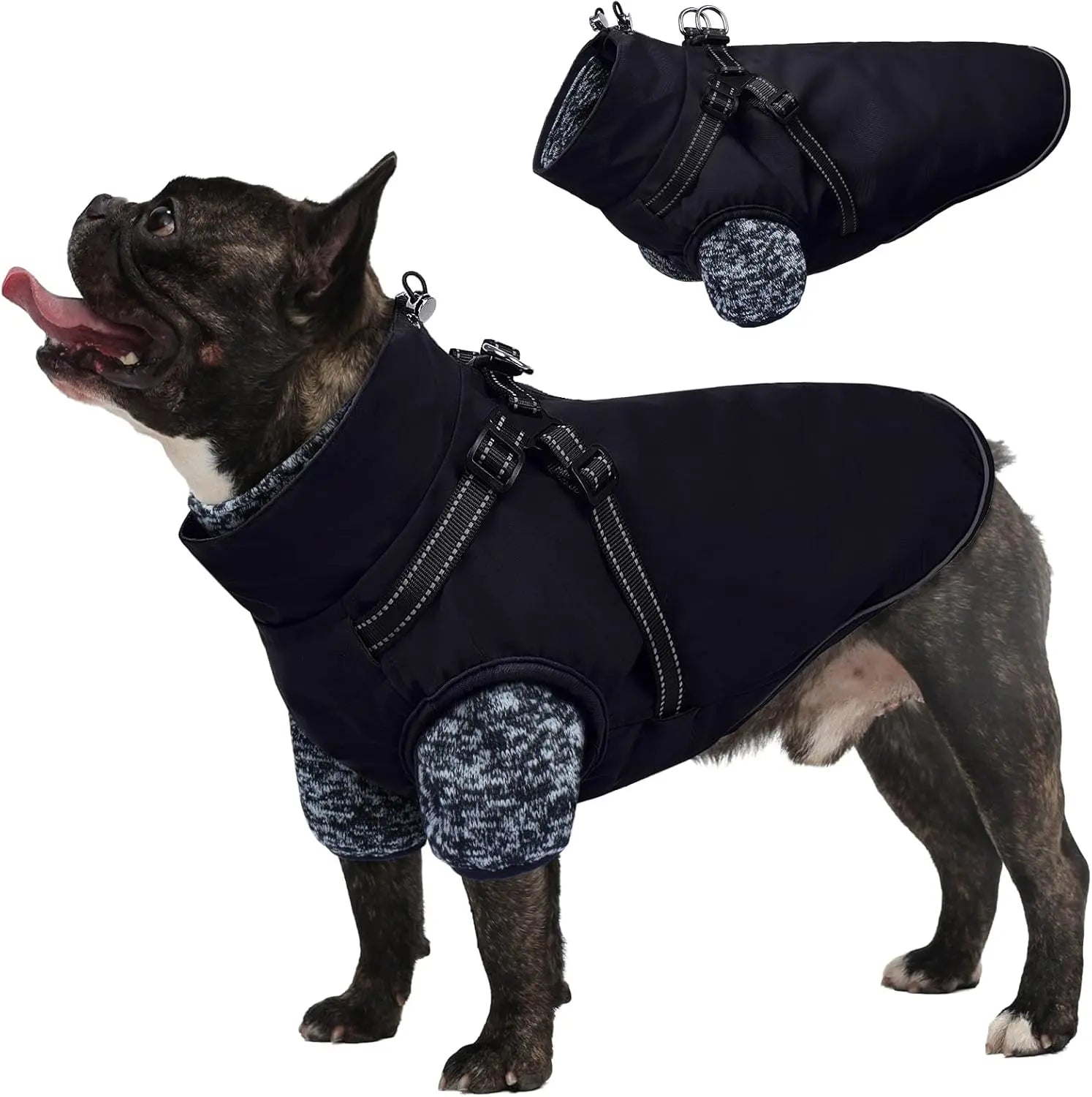 A white-background image of a pug wearing Amazon's three-in-one outfit.