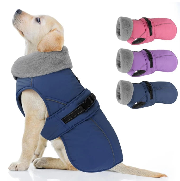 A white background image. A golden retriever wearing a dog coat, with three different colored outfits displayed beside it.