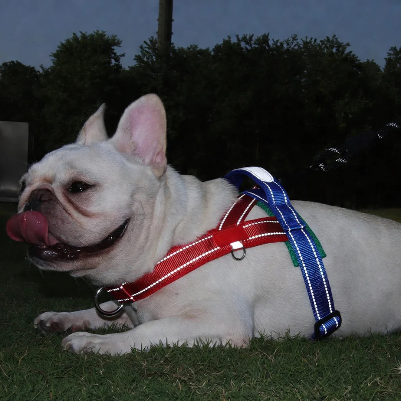 A bulldog wearing a harness lying on the grass.