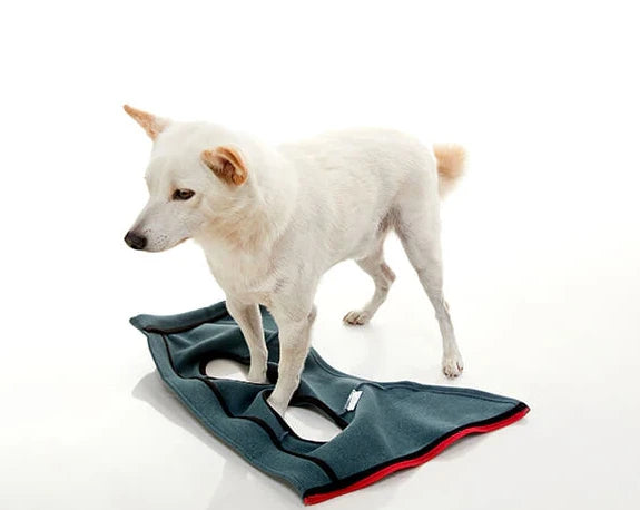 A puppy stands here, with dog coats at its feet. This image primarily demonstrates how to wear the coat.