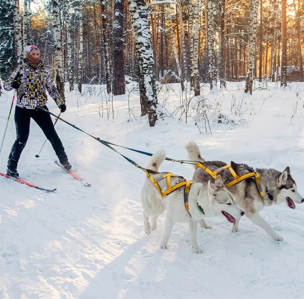 Two sled dogs wearing harnesses running on the snow.