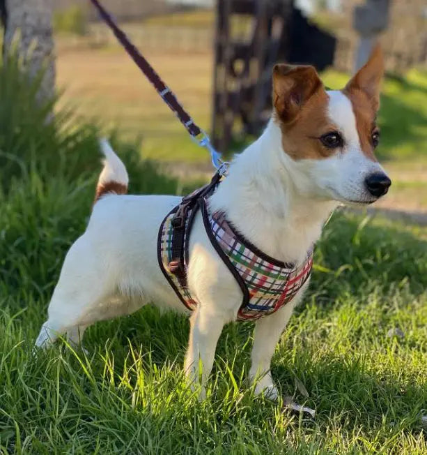 A small dog wearing a harness standing on the grass.