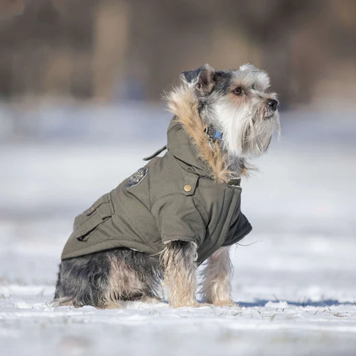A puppy wearing a doggy down jacket sits in the snow.