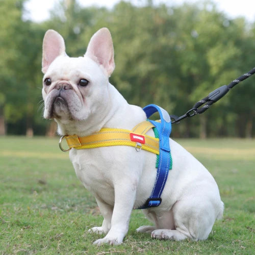 A dog wearing a harness sits on the lawn.