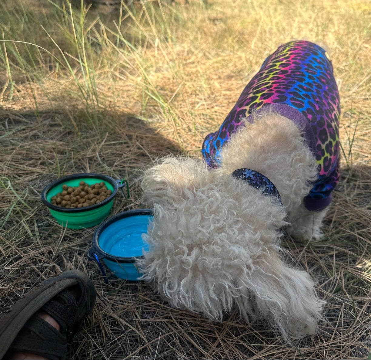 Dog in a colorful coat eating from a blue bowl outdoors near a lake.