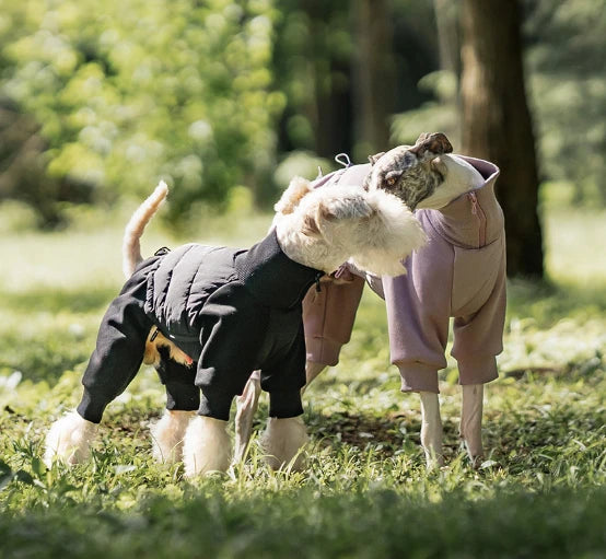 Two dogs wearing winter coats stand on the grass playing.