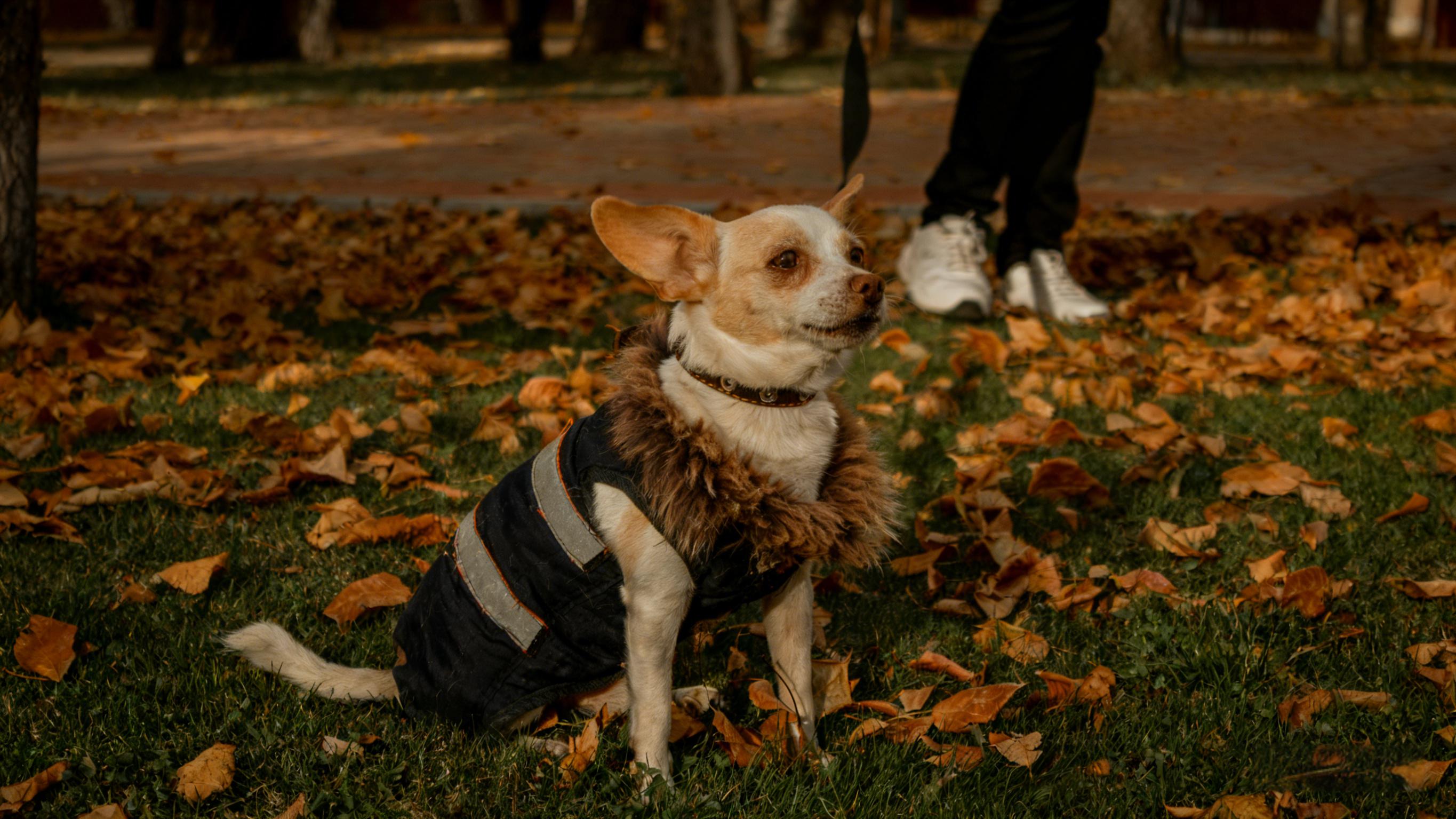 A puppy wearing a down jacket sits on the lawn beside drifting leaves.