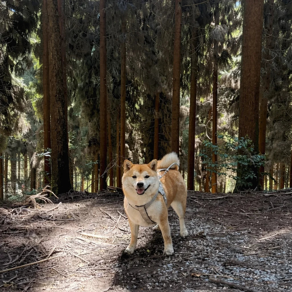 An outdoor photo of a dog wearing a Y-shaped harness