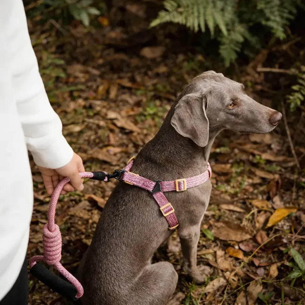 A person walking a dog using a back-fastening harness