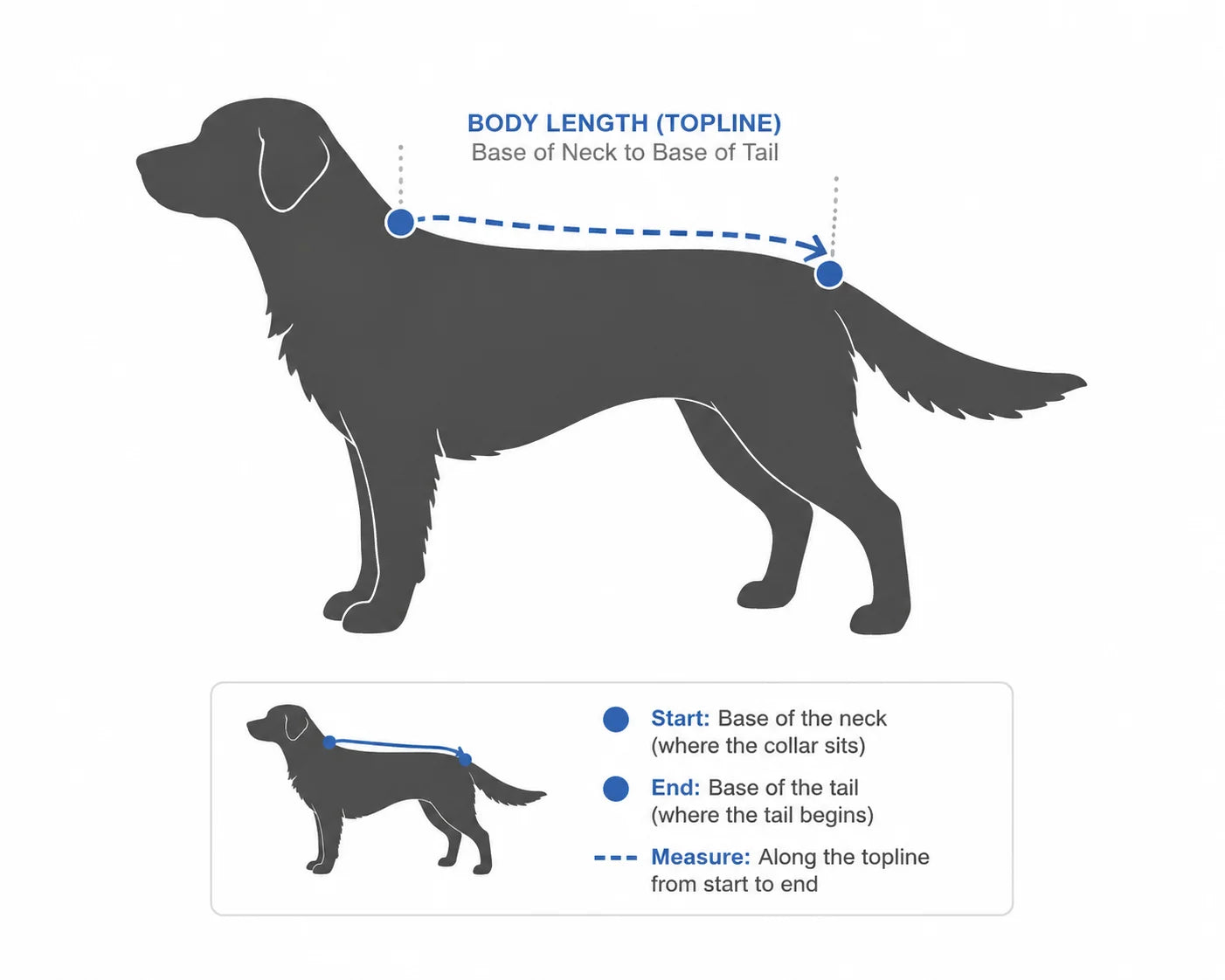 A detailed illustration showing how to measure a dog’s back length, including important tips and precautions.