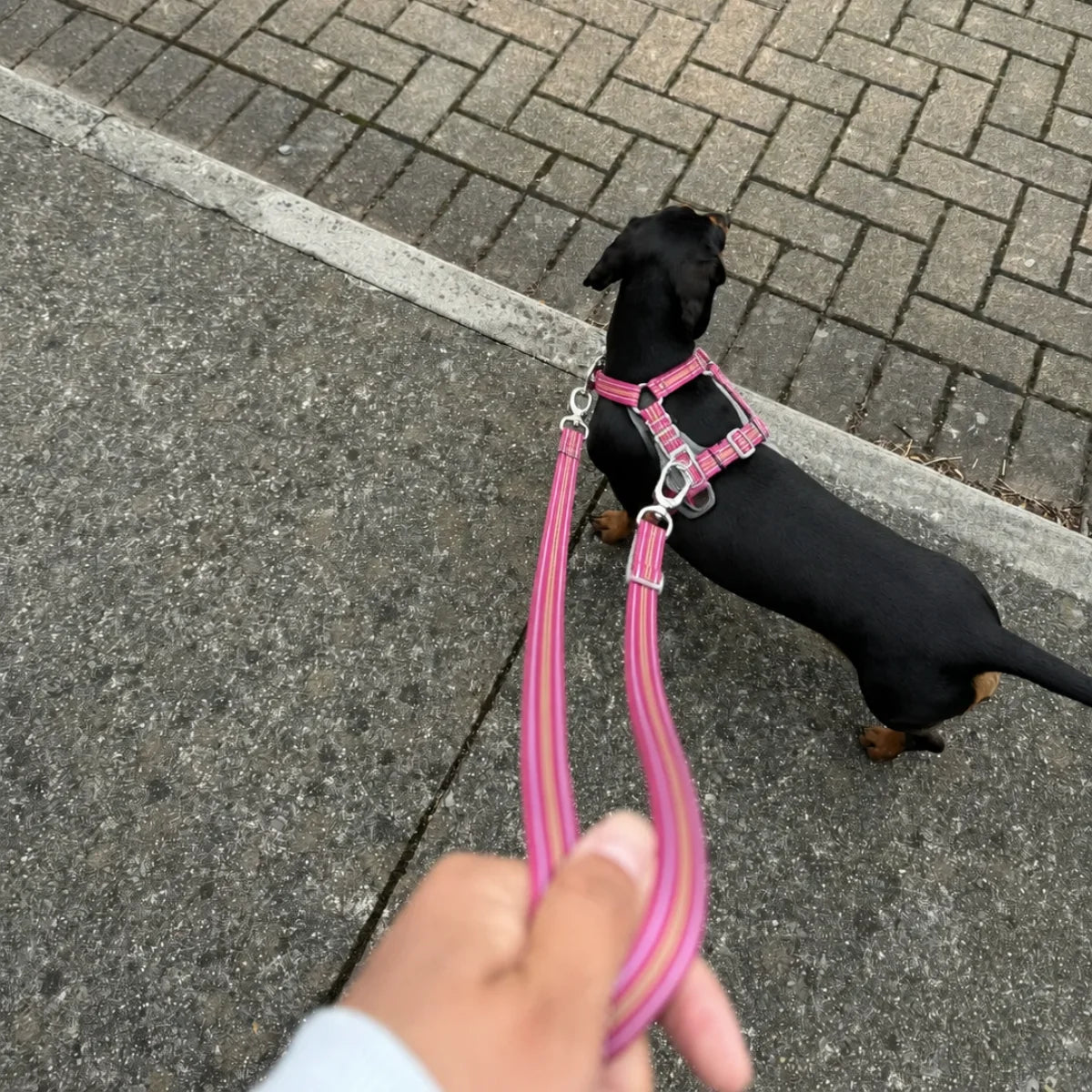 A dog is wearing a double-buckle harness, and the owner’s leash is attached to both the front and back buckles.