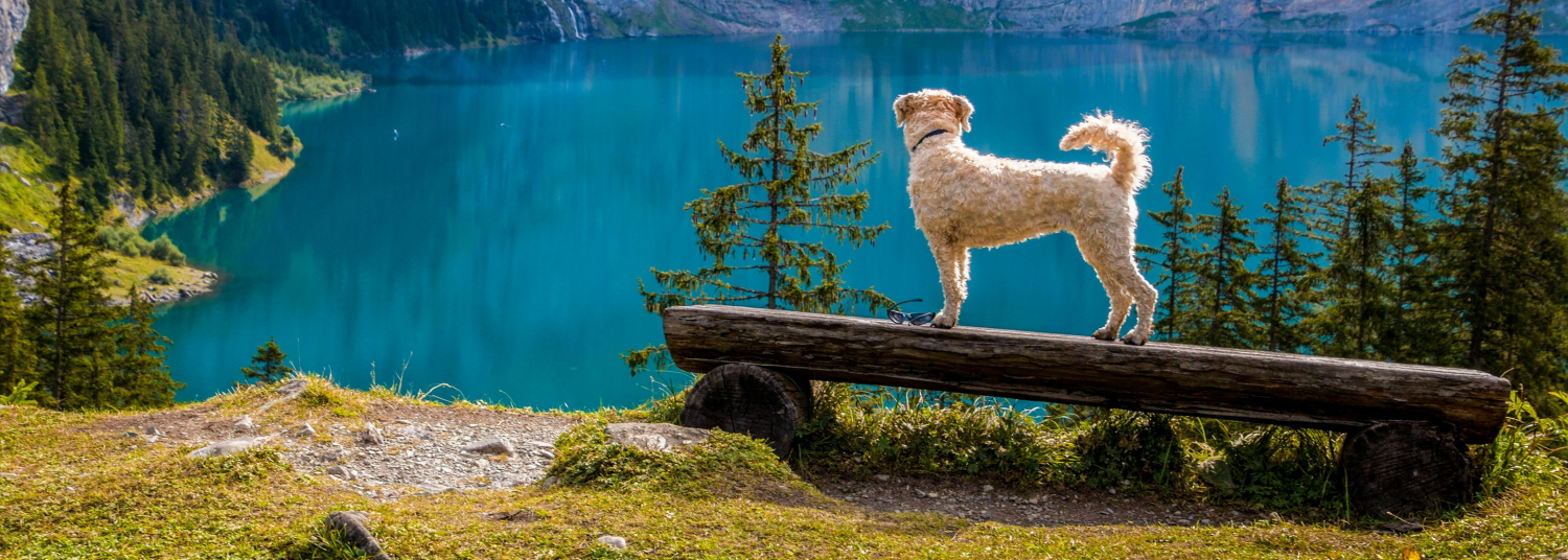 For the Love of Animals: Gear with Compassion