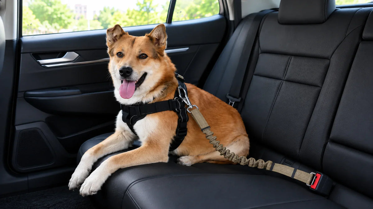 Dog Seat Belt vs. Dog Car Harness: Do You Need Both?