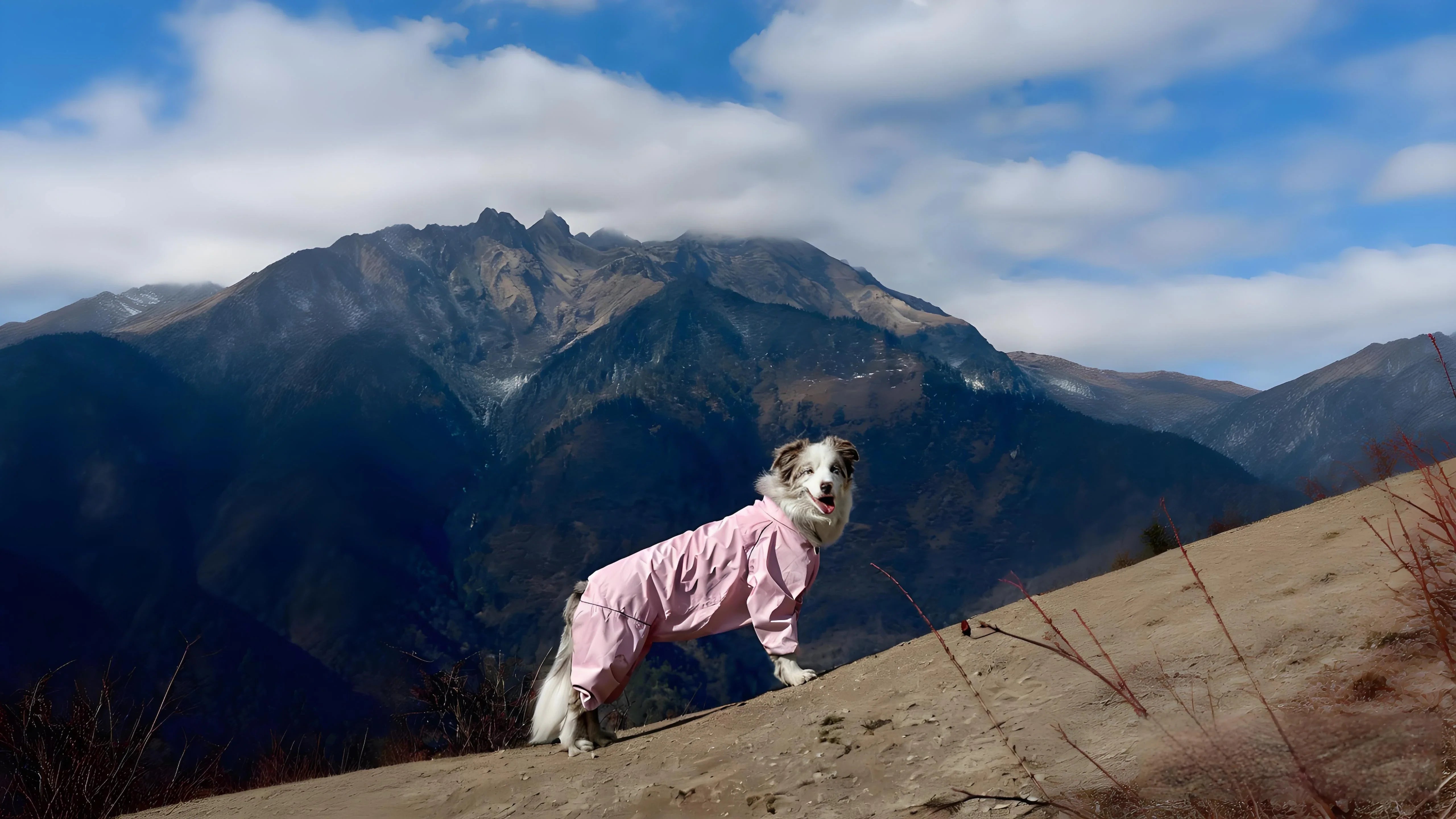 Top 10 Best Priced and Great Dog Coats for 2026