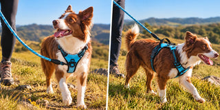 Front-Clip vs Back-Clip Dog Harness: Which Gives Better Control?