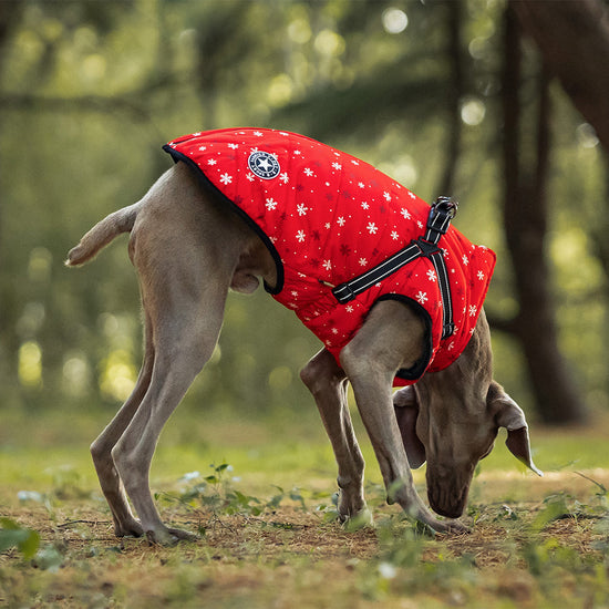 Holiday Dog Vest
