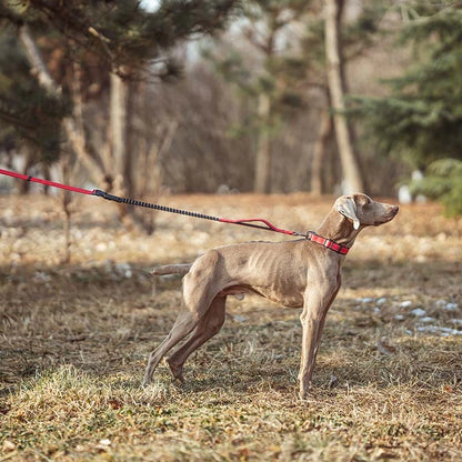Multi-Function Elastic Dog Leash