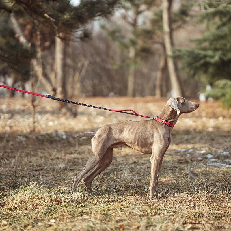 Multi-Function Elastic Dog Leash