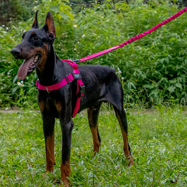 TactiLeash Tactical Dog Leash