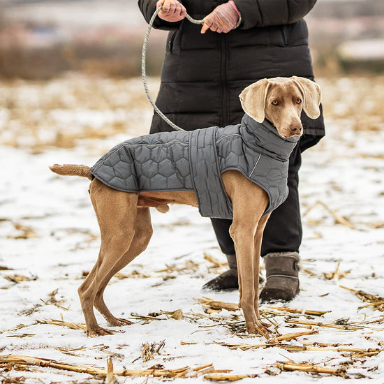 PortaPup Insulated Dog Jacket