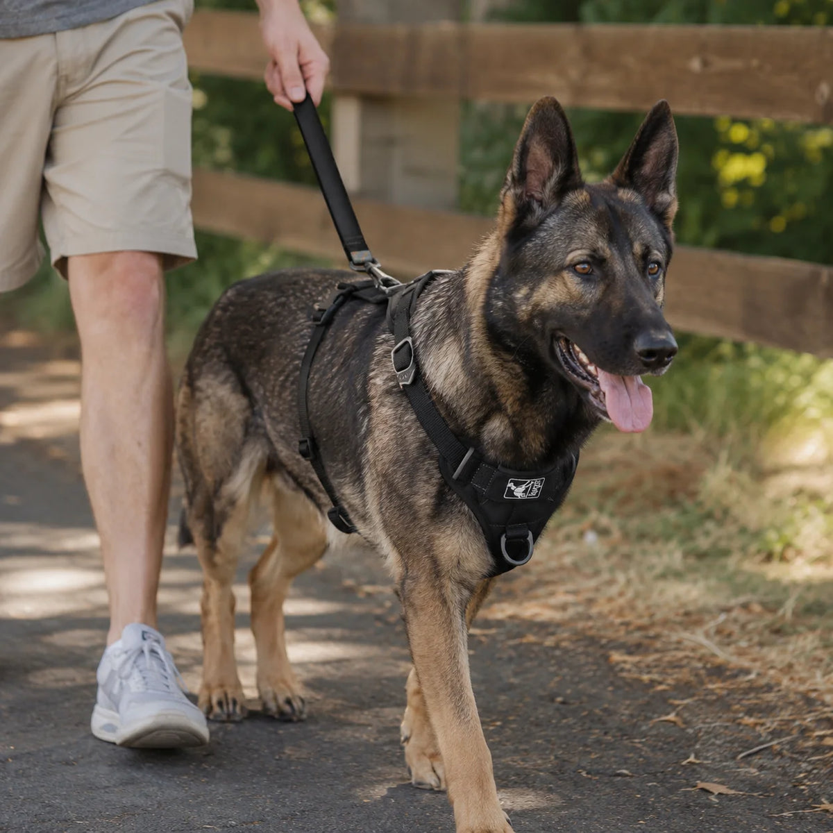 Dog wearing a secure harness while walking safely with owner outdoors