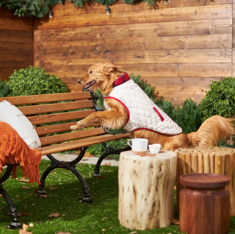 A product image from Frisco: A golden retriever wearing a reversible coat lounges on a bench.