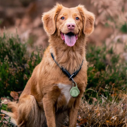 Rechargeable Waterproof LED Dog Safety Light