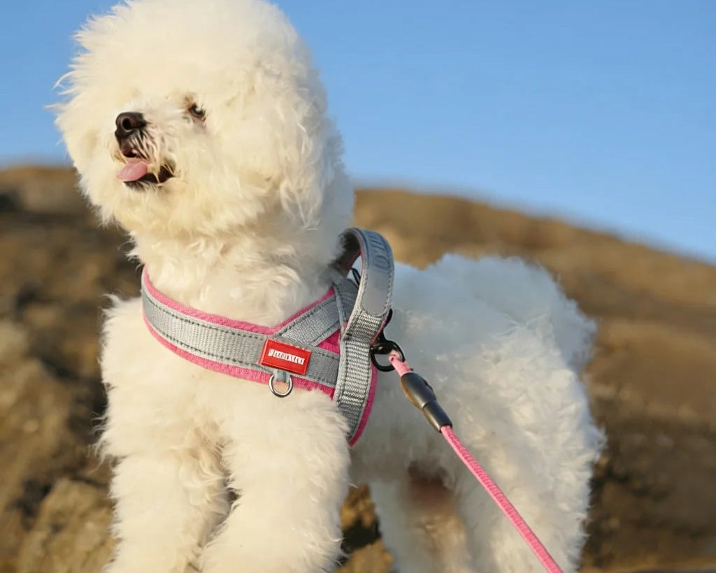 A dog wearing a harness on a hike
