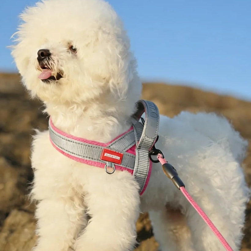 A dog wearing a harness on a hike
