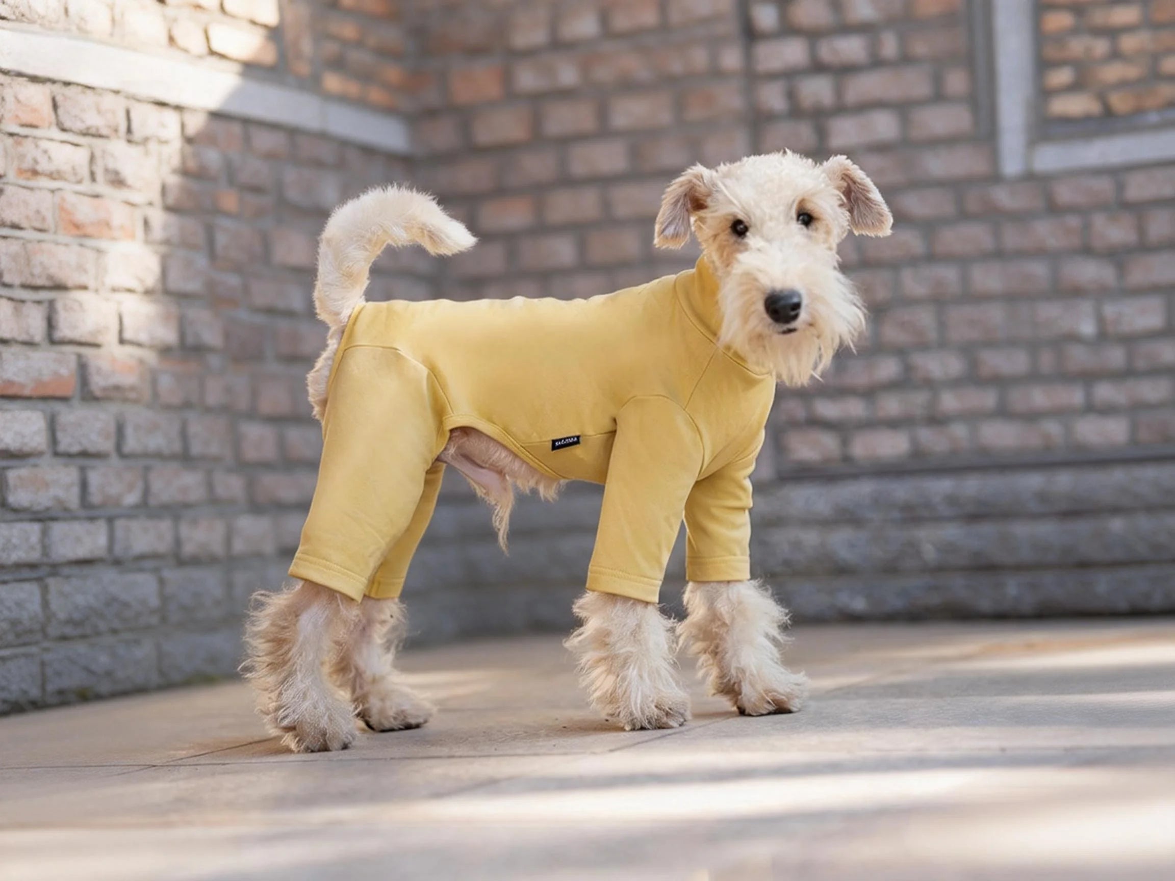A model image of a dog wearing a bodysuit