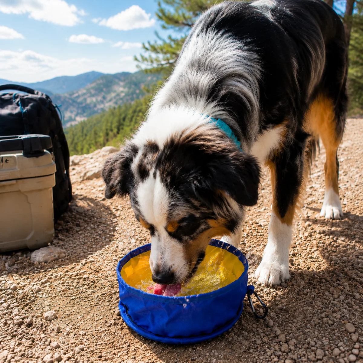 Portable Collapsible Dog Bowl